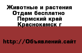 Животные и растения Отдам бесплатно. Пермский край,Краснокамск г.